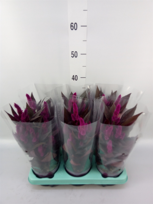 <h4>Celosia arg. SP 'Mystic Shades'</h4>