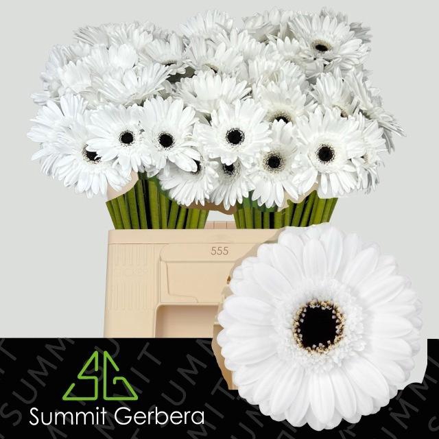 <h4>GE MI YUKINA</h4>