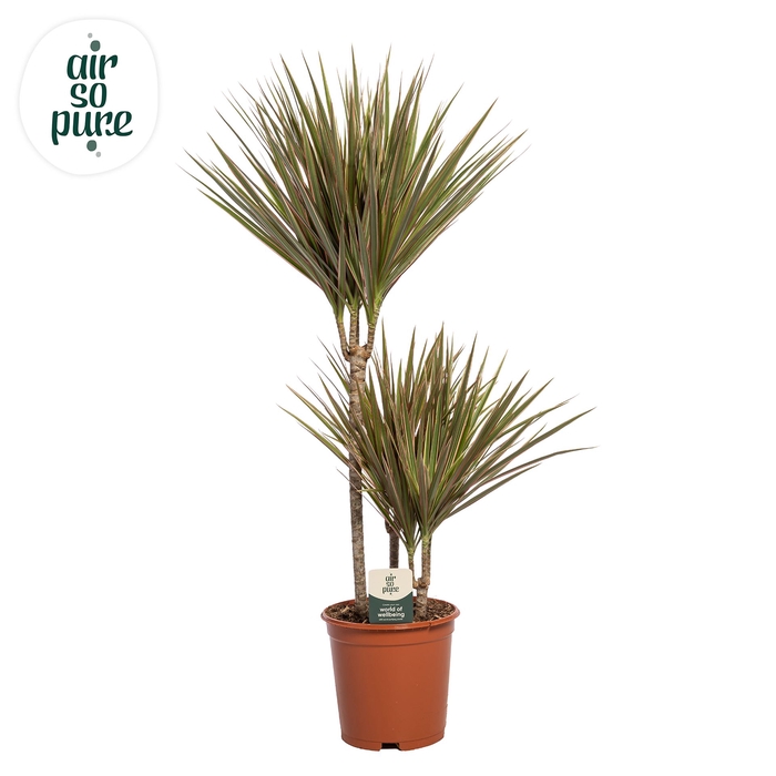 <h4>Dracaena marg. 'Bicolor'</h4>