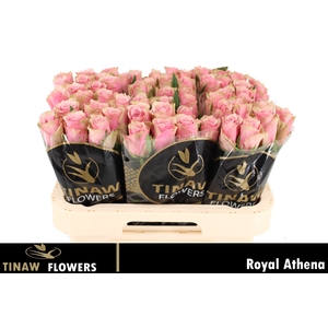 R GR ATHENA ROYALE
