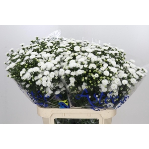 Aster Pretty Wendy
