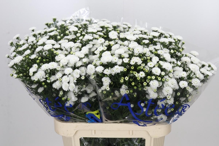 <h4>Aster Pretty Wendy</h4>