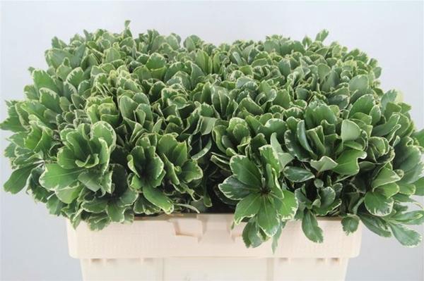 <h4>PITTOSPORUM ILAN</h4>