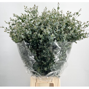 Leaf eucalyptus gunni per bunch