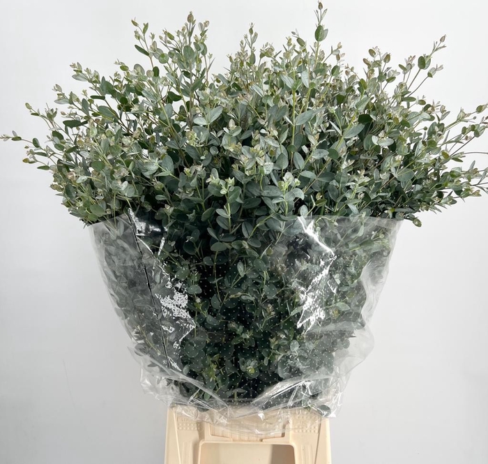 <h4>Leaf eucalyptus gunni per bunch</h4>