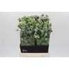 Oxypetalum Bridal Victoria