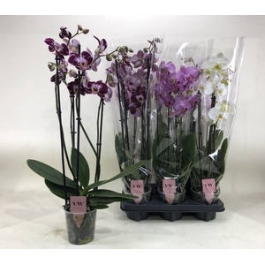 PHAL GEM