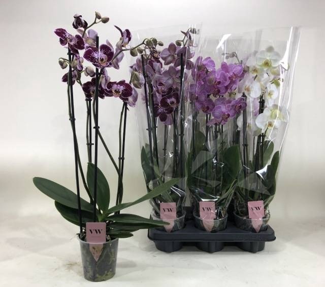 <h4>PHAL GEM</h4>