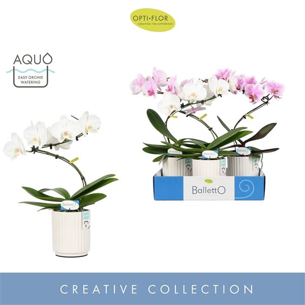 <h4>Balletto Mix 1 spike in Molise White Aquo</h4>