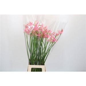Nerine Flugel