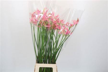 <h4>Nerine Flugel</h4>
