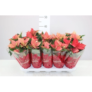 Euphorbia P Midi Ice Princes