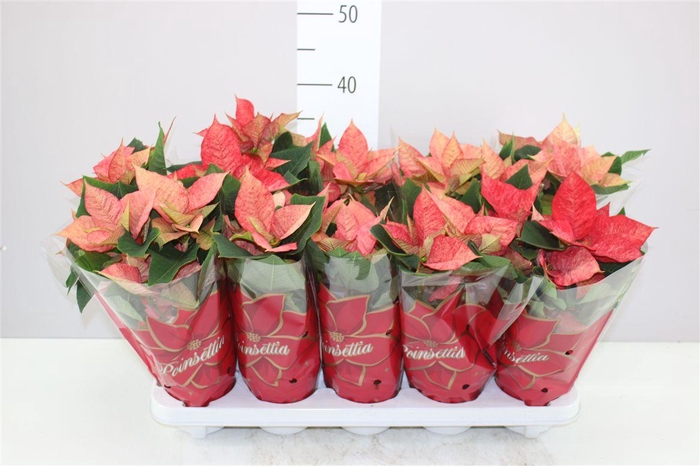 <h4>Euphorbia P Midi Ice Princes</h4>