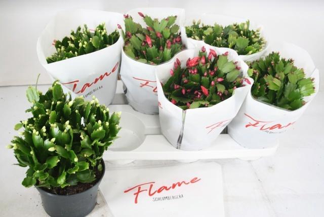 <h4>SCHLUMB FLAME GEM</h4>