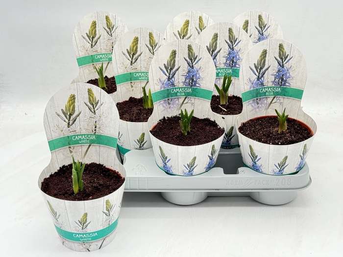 <h4>BOLBLOEMEN OV</h4>