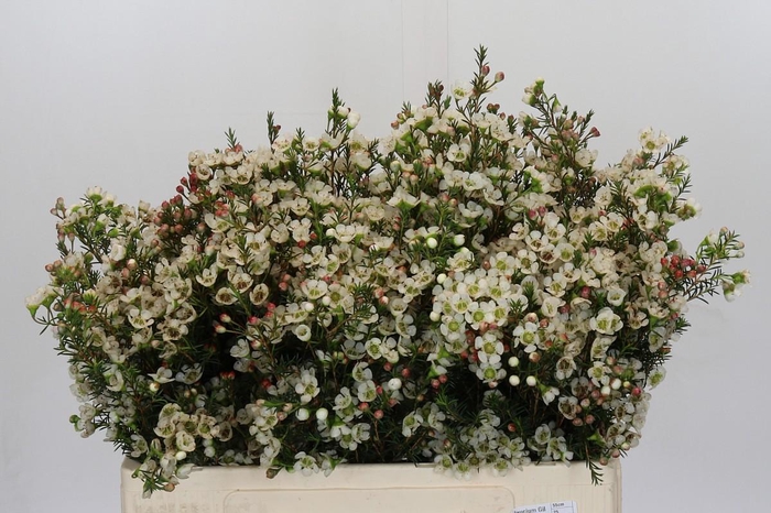 <h4>Chamelaucium Gil</h4>