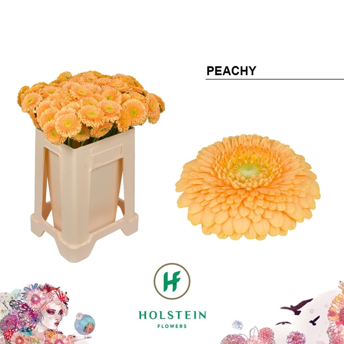 <h4>GE MB GERPONI PEACHY</h4>