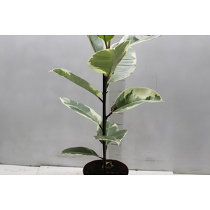 FICUS ELASTICA TINEKE P17