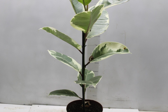 <h4>FICUS ELASTICA TINEKE P17</h4>