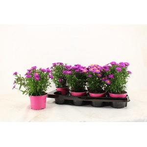 ASTER D ALPHA PINK