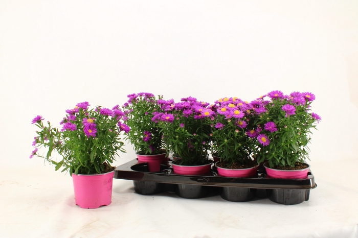<h4>ASTER D ALPHA PINK</h4>