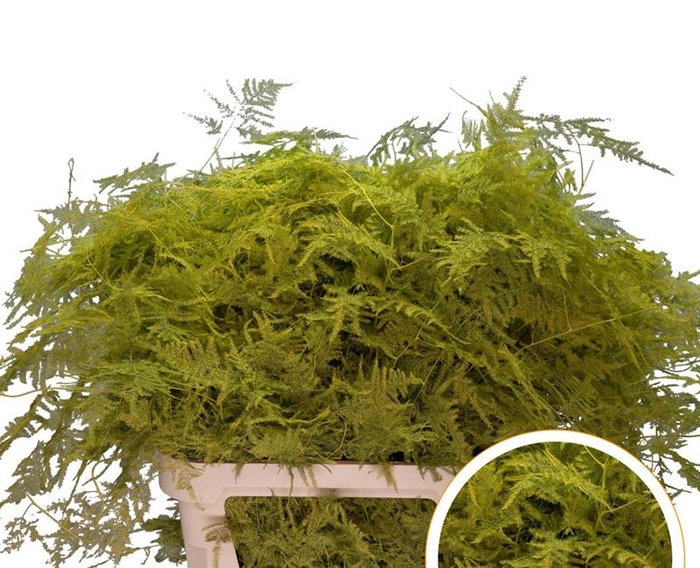 <h4>Asparagus L.Getopt Geel X50</h4>