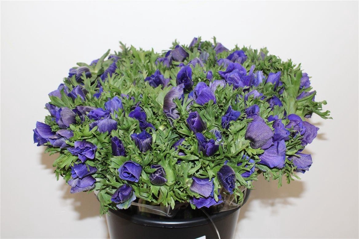 <h4>Anem Marianne Blue</h4>