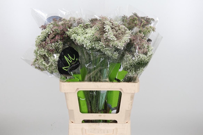 <h4>Daucus Carota</h4>