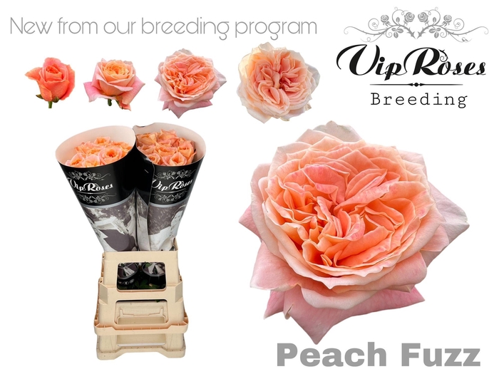 <h4>R GR PEACH FUZZ</h4>