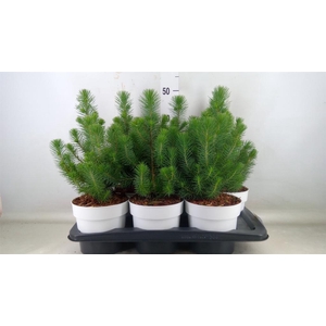 Pinus pinea 'Silver Crest'