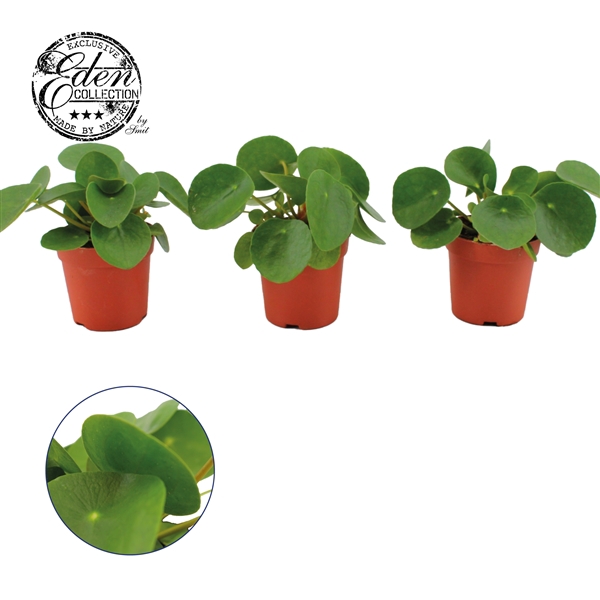 <h4>Pilea Peperomioides 7cm</h4>