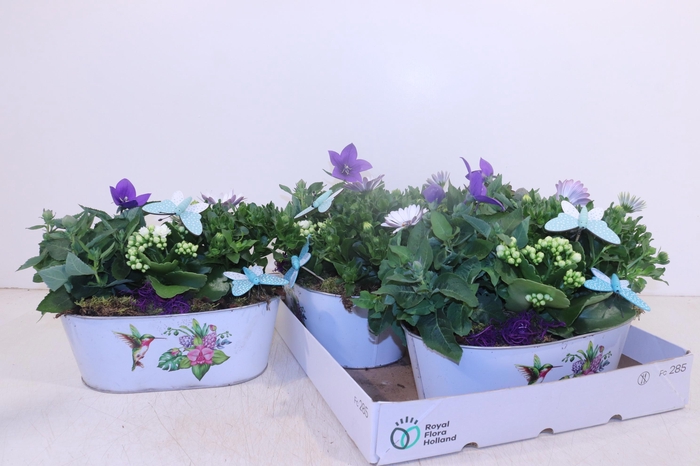 <h4>ARR TUINPLANTEN</h4>