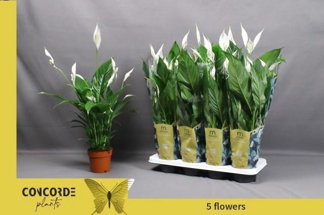 <h4>SPATH SWEET BENITO</h4>