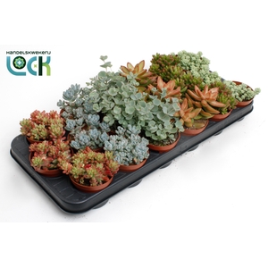 Sedum Mix