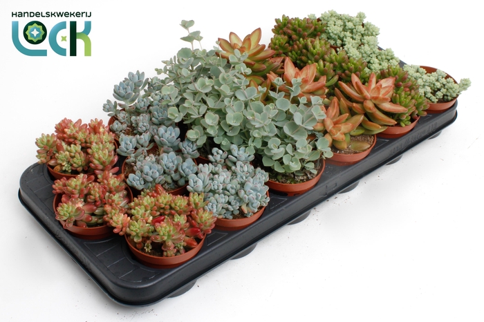 <h4>Sedum Mix</h4>