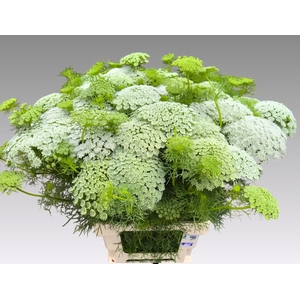 AMMI VIS CASABLANCA