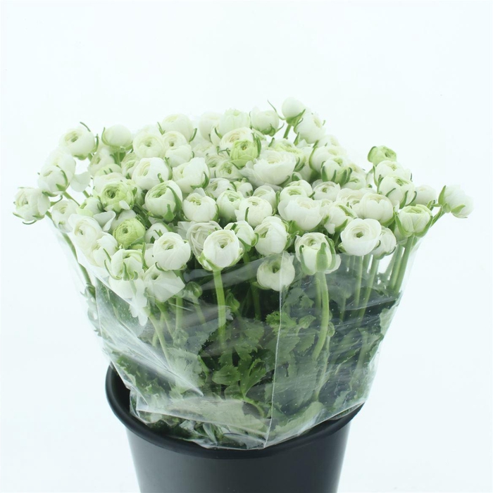 <h4>Ran El White Extra</h4>