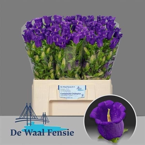 Campanula Champion Blue Waal Fensie