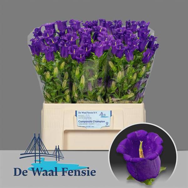 <h4>Campanula Champion Blue Waal Fensie</h4>