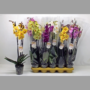 PHAL GEM