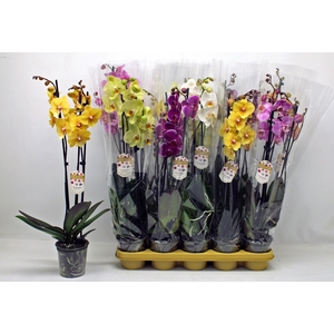 PHAL GEM