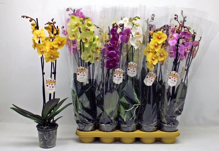 <h4>PHAL GEM</h4>