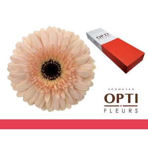 Gerbera Cafe del Mar Doos