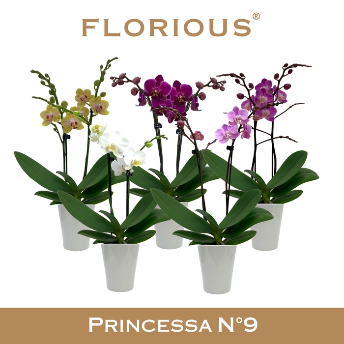 <h4>No9 Phalanopsis 2 Tak Mix+Deco</h4>