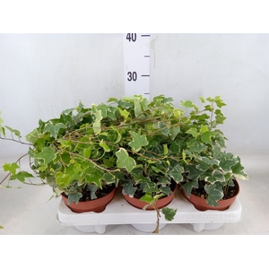 Hedera helix 'Eva'