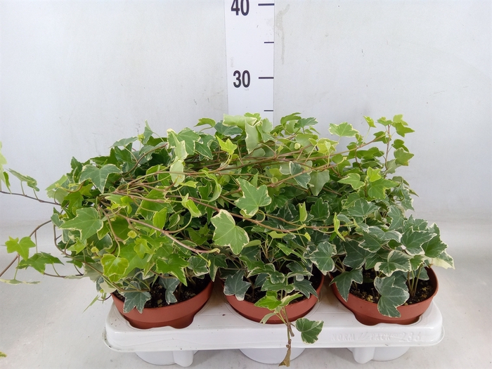 <h4>Hedera helix 'Eva'</h4>