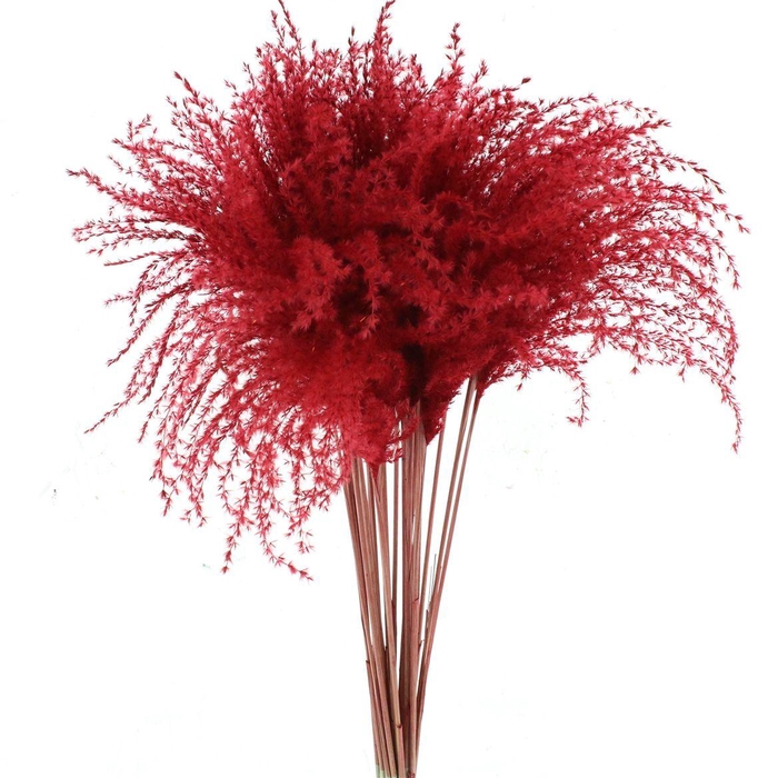 <h4>Dried Stipa Feather Red</h4>