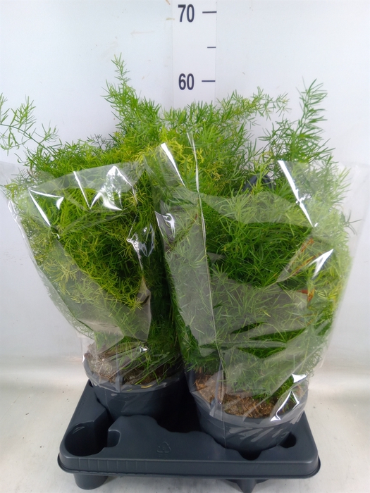 <h4>Asparagus dens. 'Sprengeri'</h4>