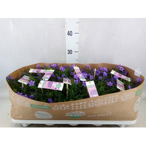 Campanula porten. 'Ambella Lavende'