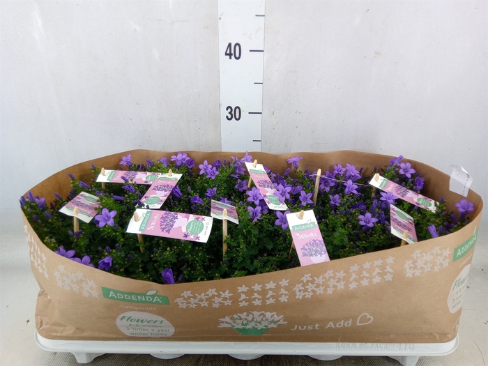 <h4>Campanula porten. 'Ambella Lavende'</h4>